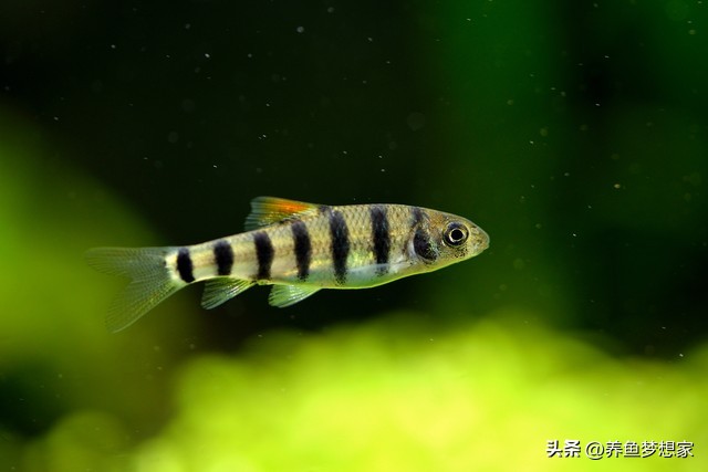 魚 觀賞魚_易養觀賞魚入門推薦_新手養魚注意事項