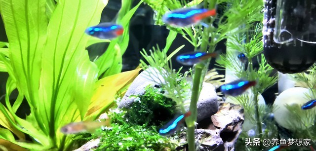 新手養魚注意事項_易養觀賞魚入門推薦_魚 觀賞魚
