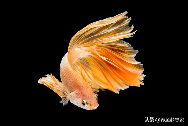 魚 觀賞魚_易養觀賞魚入門推薦_新手養魚注意事項