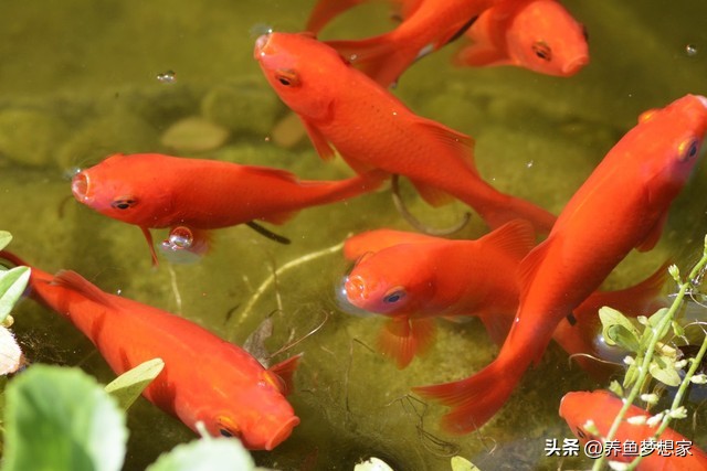 魚 觀賞魚_易養觀賞魚入門推薦_新手養魚注意事項