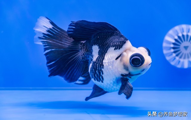 魚 觀賞魚_新手養魚注意事項_易養觀賞魚入門推薦
