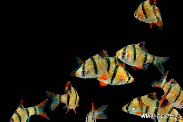 易養觀賞魚入門推薦_新手養魚注意事項_魚 觀賞魚