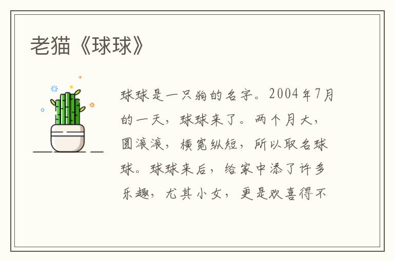 老貓《球球》