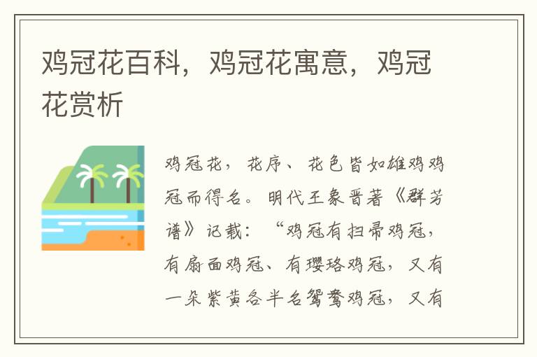 雞冠花百科，雞冠花寓意，雞冠花賞析