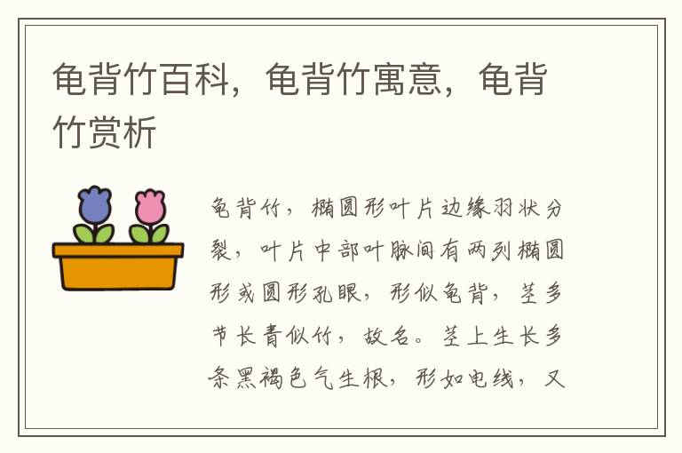 龜背竹百科，龜背竹寓意，龜背竹賞析